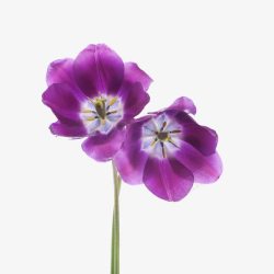 两朵紫色的花素材