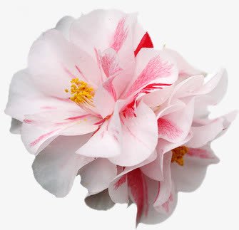 梦幻粉白色花朵装饰png免抠素材_88icon https://88icon.com 梦幻 粉白色 花朵 装饰