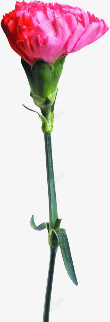 植物教师节海报花朵png免抠素材_88icon https://88icon.com 教师节 植物 海报 花朵