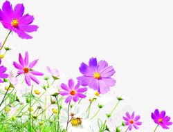 创意海报效果植物花朵紫色素材