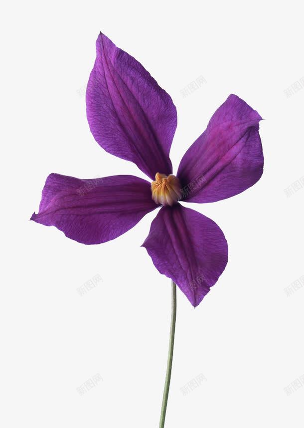 花之紫png免抠素材_88icon https://88icon.com 四片 紫色 花朵