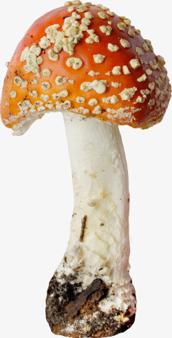 橙色漂亮蘑菇素材