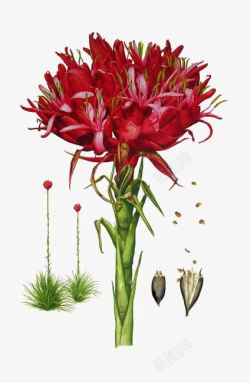 五叶红色小花红色花朵高清图片