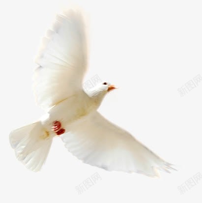 一只白色和平鸽飞在空中png免抠素材_88icon https://88icon.com 和平鸽 白色 空中