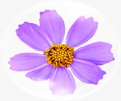 紫色海报花朵效果素材