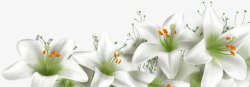 海报白色植物花朵卡通素材