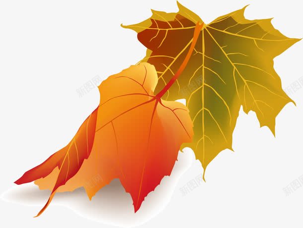 红叶png免抠素材_88icon https://88icon.com 树叶 红叶