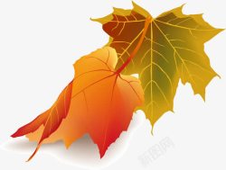 红叶素材