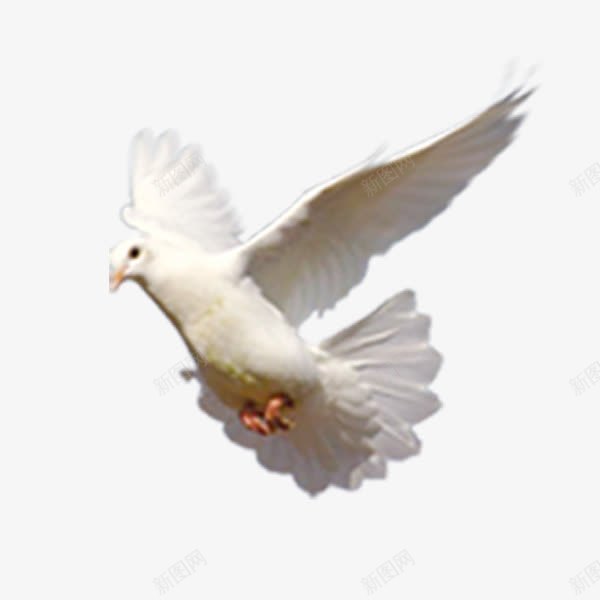 白鸽和平鸽png免抠素材_88icon https://88icon.com 动物 友爱 和平 和谐 白鸽