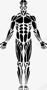 人体肌肉解剖学图标图标