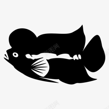 鱼金鱼装饰鱼图标图标