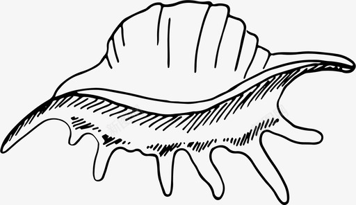 实物贝壳贝壳动物群海洋动物图标图标