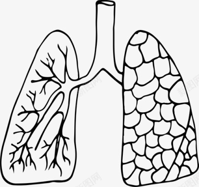 柔韧身体肺解剖学身体图标图标