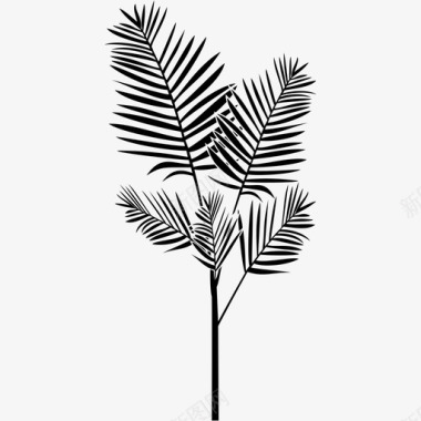 棕榈树叶天然图标图标
