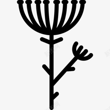 茴香自然植物和花卉图标图标