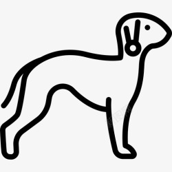 贝灵顿造型贝灵顿梗犬犬种全身直系图标高清图片
