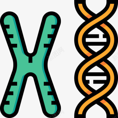 无染色染色体生物化学4线状颜色图标图标