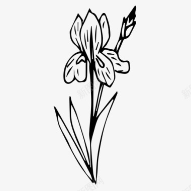 鸢尾花植物春天图标图标
