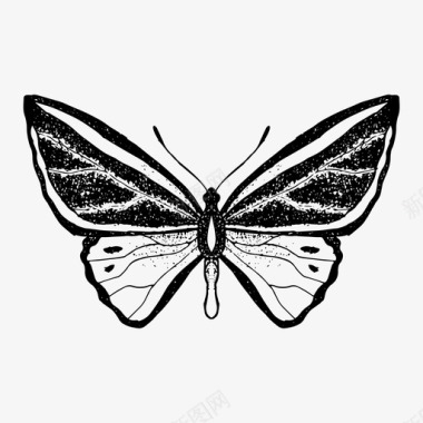 矢量蝴蝶蝴蝶手绘昆虫图标图标