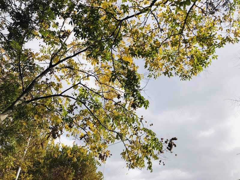 秋天的落叶在这里jpg设计背景_88icon https://88icon.com 深秋 秋天 落叶 黄色