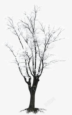 白色郊外树木冬日素材