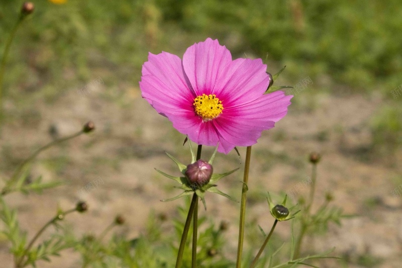 粉色花的特写jpg设计背景_88icon https://88icon.com 单色 很多花 留白 粉红 红色 背景 花 花草 草 高清