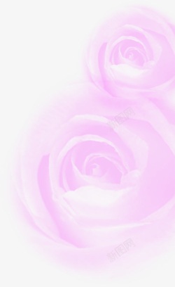 紫色唯美玫瑰素材