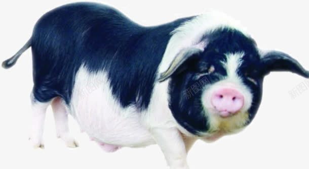 荷兰猪png免抠素材_88icon https://88icon.com 产品实物 动物 家禽 猪 黑白色