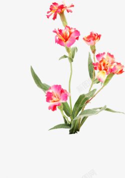 粉色复古花朵植物素材