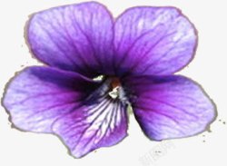 手绘紫色花朵复古装饰素材