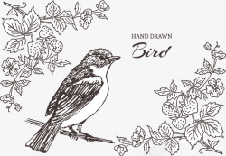 手绘鸟插图矢量图素材