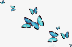 漂浮漂亮蓝色蝴蝶素材
