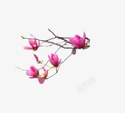 粉色花朵树枝海报素材
