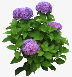 紫色花朵绿叶装饰素材