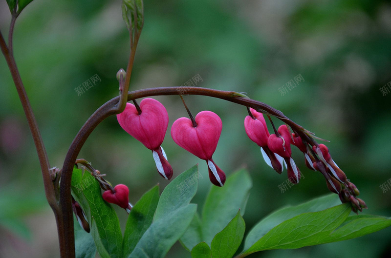 兰州荷包牡丹2jpg设计背景_88icon https://88icon.com 兰州 摄影 荷包牡丹 鲜花