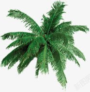 摄影创意绿色的椰子树素材