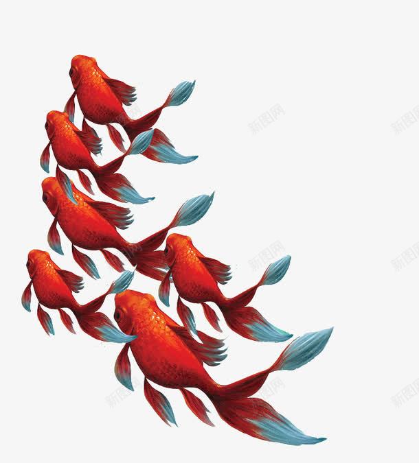 红色金鱼群png免抠素材_88icon https://88icon.com 水产 红色 装饰 装饰素材 观赏鱼 金鱼