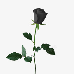 黑色玫瑰素材