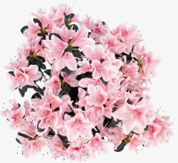 粉色手绘鲜花花朵素材