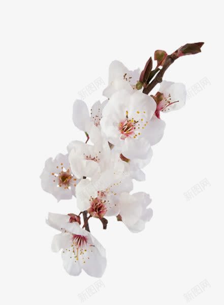 白色花朵树枝树叶png免抠素材_88icon https://88icon.com 树叶 树枝 白色 花朵