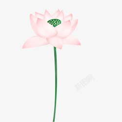 手绘荷花素材