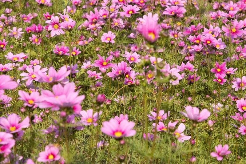 一片花海的特写jpg设计背景_88icon https://88icon.com 单色 很多花 留白 粉红 素材 红色 背景 花 花草 草 高清