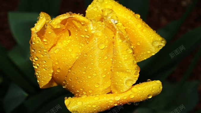 雨露鲜花背景背景