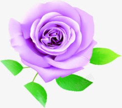 紫色欧式可爱花朵素材