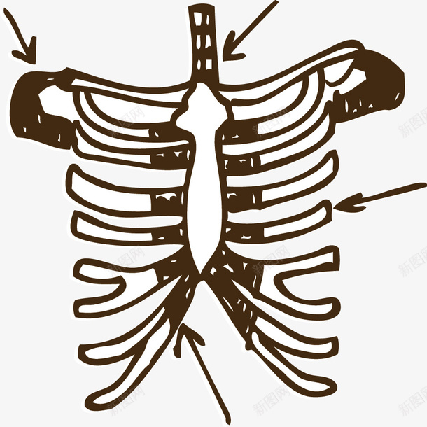 胸腔骨架矢量图ai免抠素材_88icon https://88icon.com 卡通 对话 手绘 矢量图 胸骨