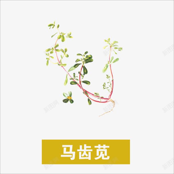 草药png免抠素材_88icon https://88icon.com 中药 本草纲目 药材 马齿苋