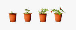 开花的盆栽草莓生长过程图高清图片