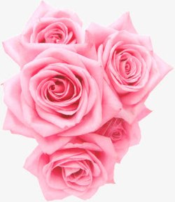 五朵粉色玫瑰花素材