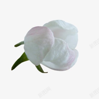 白色唯美花朵装饰png免抠素材_88icon https://88icon.com 唯美 白色 花朵 装饰