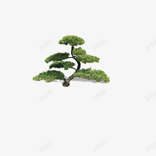 云杉植物装饰png免抠素材_88icon https://88icon.com 云杉 图案 植物 装饰 设计